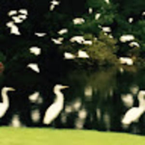 Meet your Posher, Lauren flowers